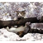 ねこだいすき！！！！！！！！！！