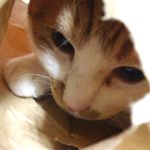 ツチネコ