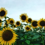userPhoto