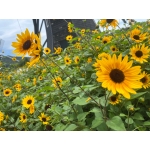 userPhoto