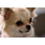 chiwawa