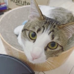 まおキャの日常