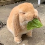 ぱせりちゃん