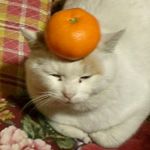 fruity