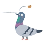 伝書鳩