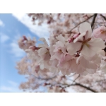 userPhoto