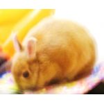 さくまろ