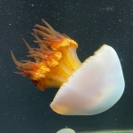 海月丸