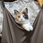 ゆうちゃん