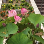 userPhoto