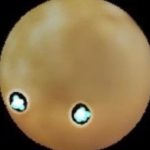 宮沢らも