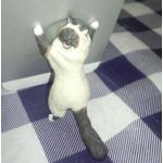 まよにゃん
