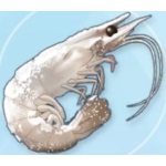 泉5帖