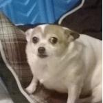 デブ