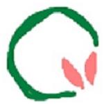ヤマモモ