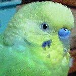 とり