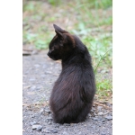 将来の夢は猫