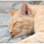 OMC