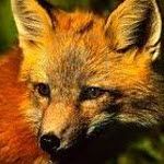 RedFox