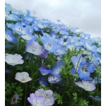 userPhoto
