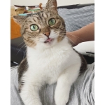 シニアねこぬぅの日常