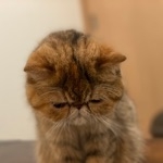 一口馬ぱいせん