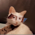 Lowju