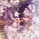 もちむぎしらべ