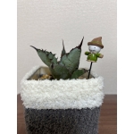黒鯨
