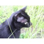 黒っぽい猫