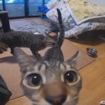 お菊は変態ポニーちゃん