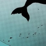 Ghoti
