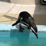 らくぼん