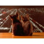 ニコニコ猫たん