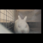 とよちゃん
