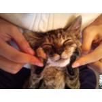 ゼナ