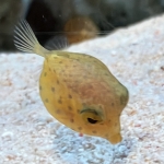 てぬ