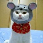やっちょん
