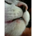 マメチヨ