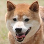 マシン語P
