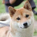 チキン屋さん