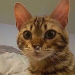 MA?
