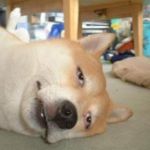 シチハラ