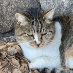 ぐあんぐあん鈴木