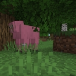 userPhoto
