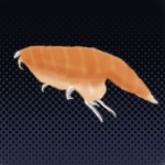 schrei