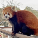userPhoto