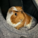 エダッチ