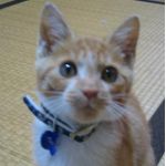 せりざわ