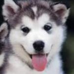 husky